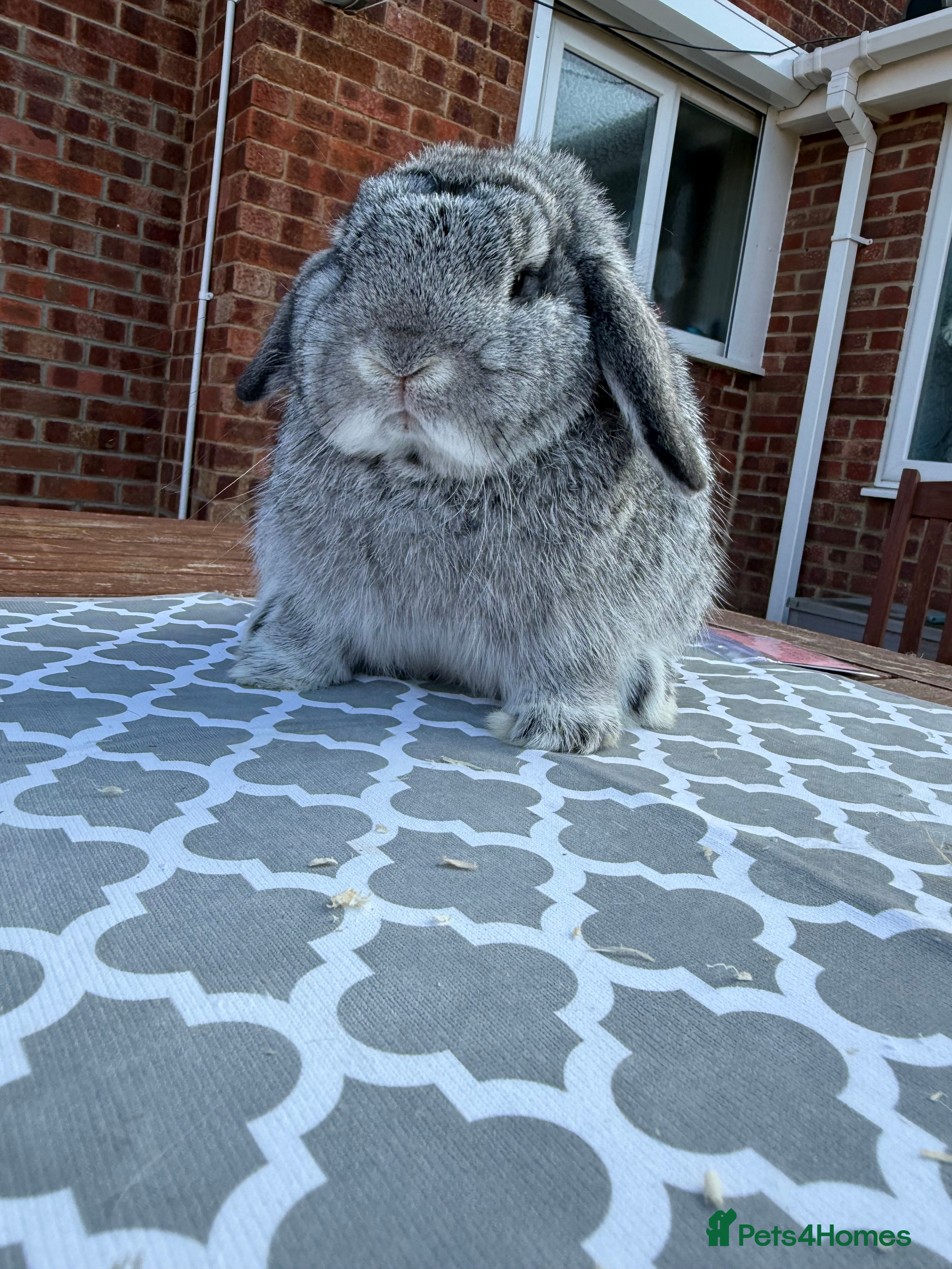 Mini Lop rabbits Mini lop girl - Advert 1