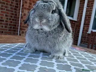 Mini Lop rabbits Mini lop girl - Advert 2