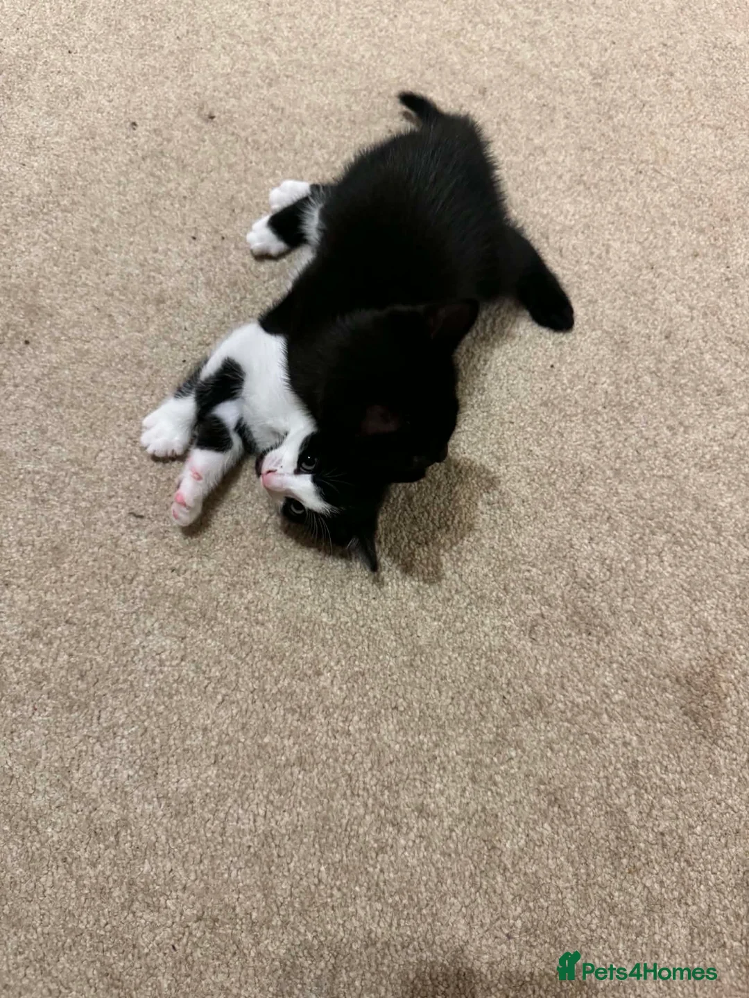 Mixed Breed cats for sale: 4 adorable kittens - Advert 2