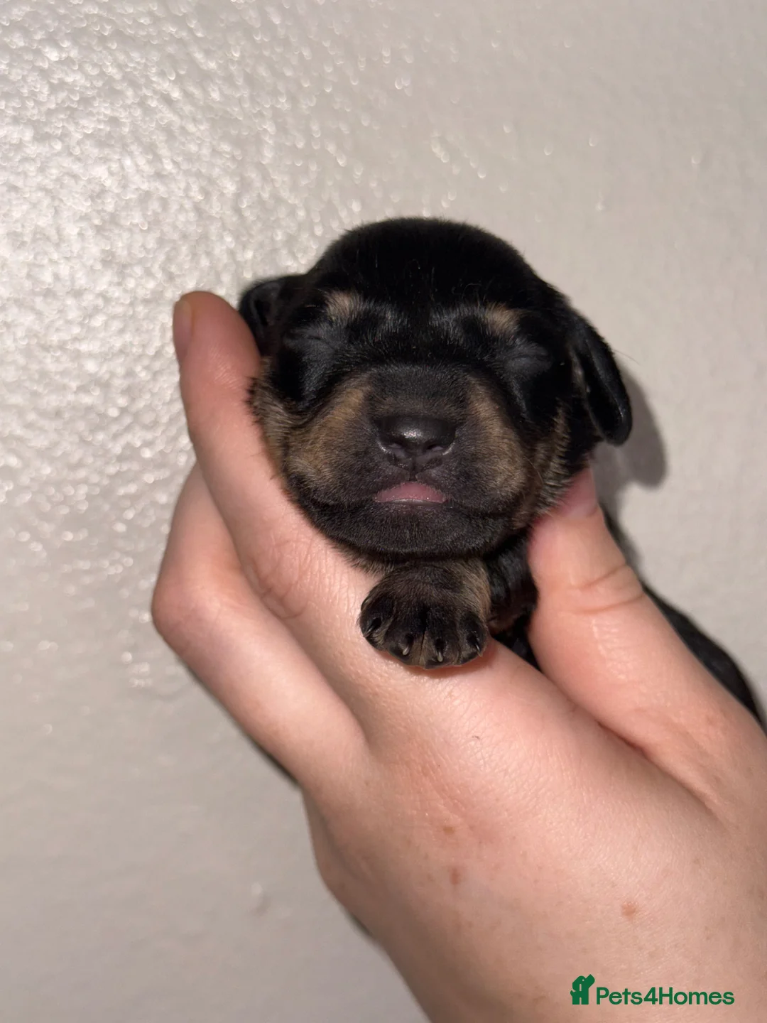 Miniature Dachshund dogs for sale: 6 miniature dachshund pups - Advert 1