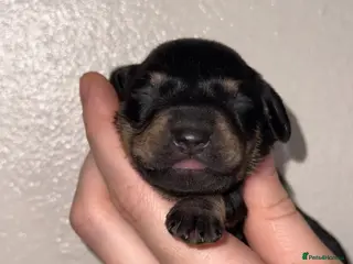 Miniature Dachshund dogs 6 miniature dachshund pups - Advert 8