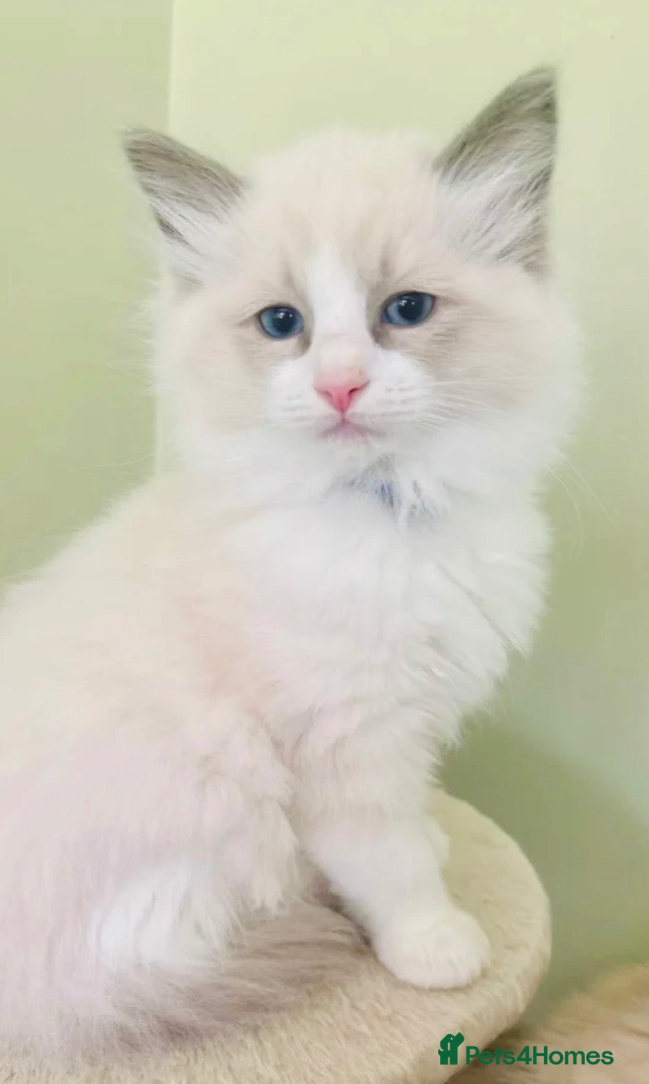 Ragdoll cats PURE RAGDOLL KITTENS *VACCINATED & FREE INSURANCE* - Advert 17