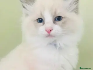 Ragdoll cats PURE RAGDOLL KITTENS *VACCINATED & FREE INSURANCE* - Advert 17