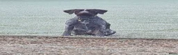 German Wirehaired Pointer dogs for sale: KC Registered GWP pups - Advert 5