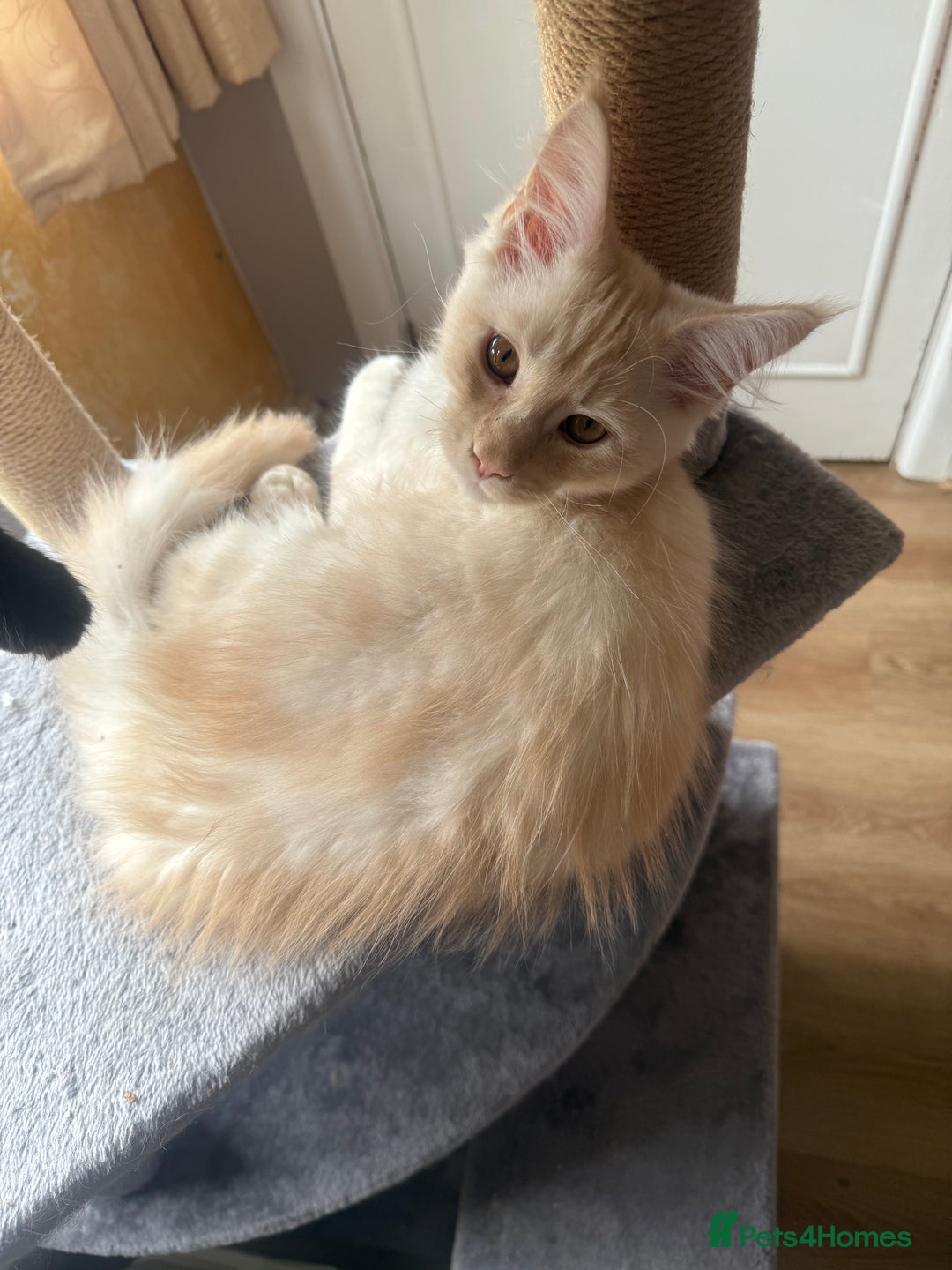 Maine Coon cats for sale: Maine Coon kitten GCCF in Boston - Image 13