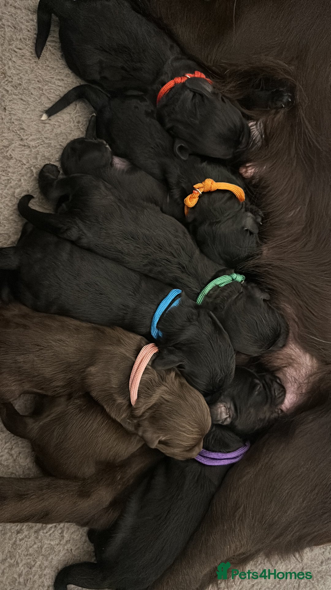 Cockapoo dogs for sale: Cockapoo Puppies Looking For Their Forever Homes💕 - Image 1