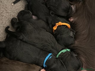 Cockapoo dogs - Advert 8