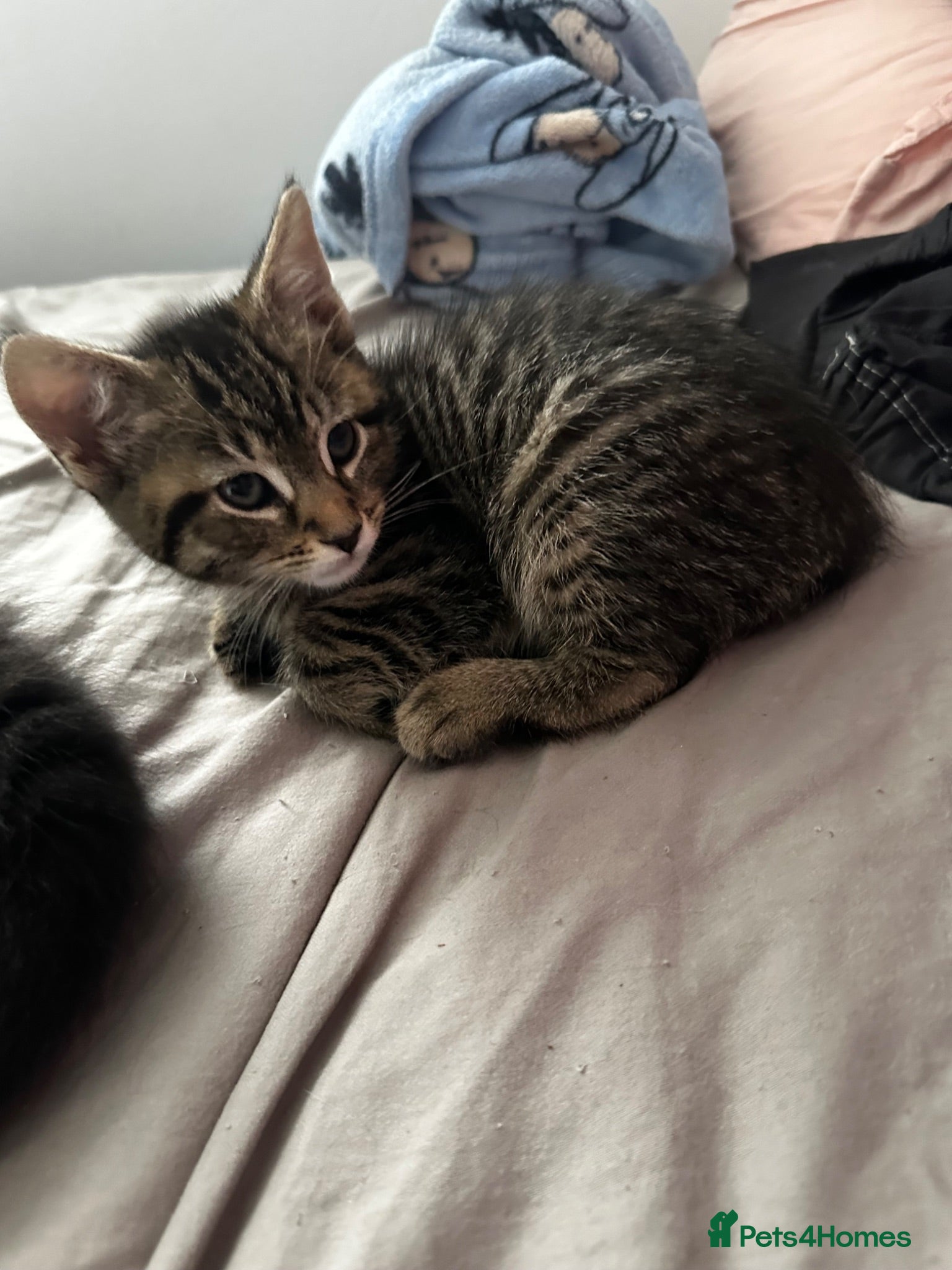 Mixed Breed cats Only 3 Kittens Remaining! Ready to Leave 23 June! - Advert 10