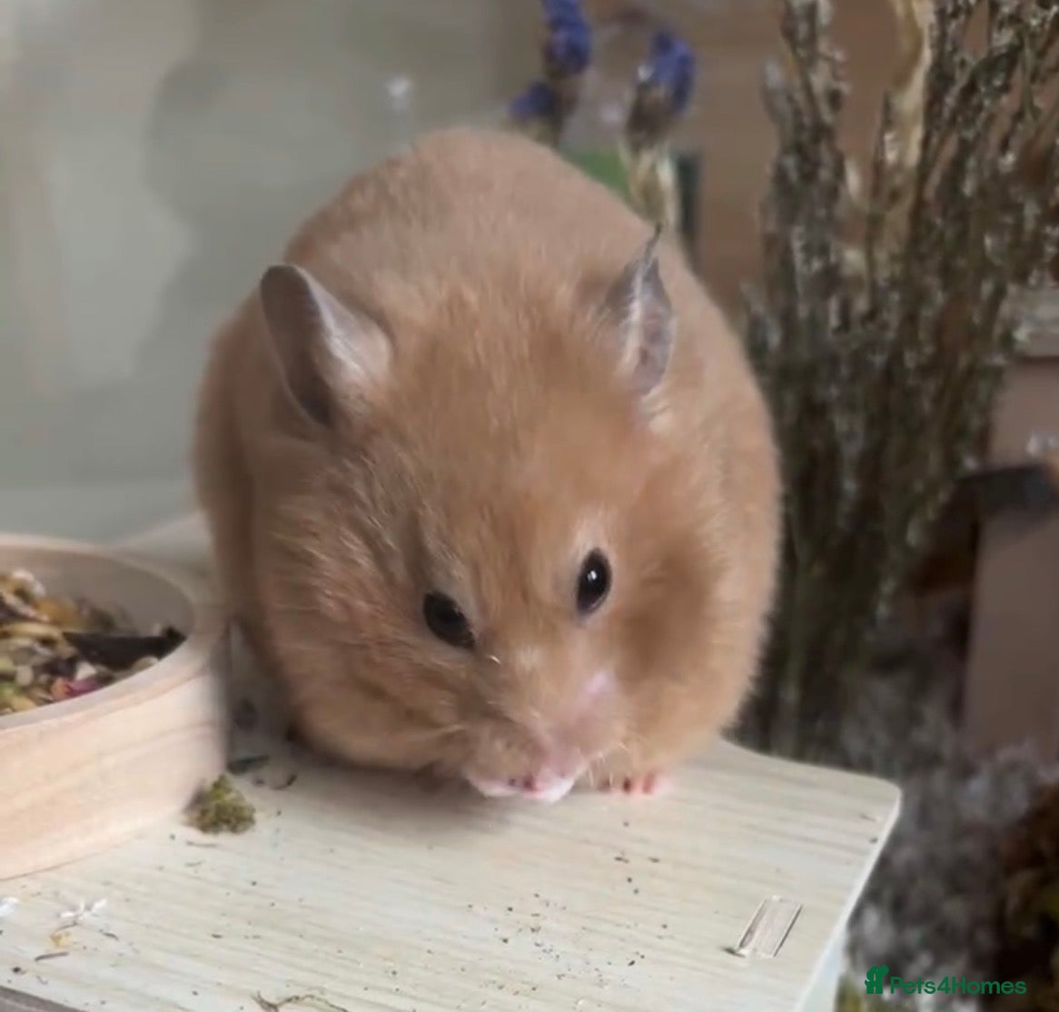 Hamster rodents Sweet Female Syrian Hamster - Advert 6
