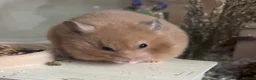 Hamster rodents for sale: Sweet Female Syrian Hamster in London - Advert 1