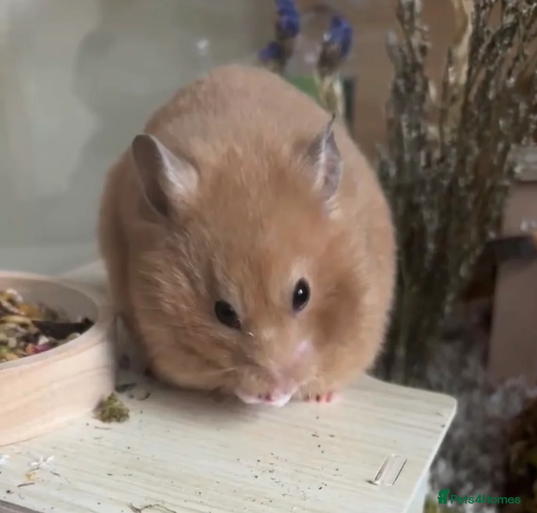 Hamster rodents for sale: Sweet Female Syrian Hamster in London - Advert 1