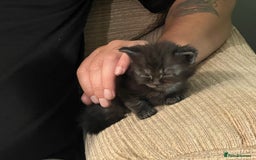 Maine Coon cats for sale: Maine coons kittens  - Image 6