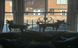 Mixed Breed dogs for sale: Jackawawa 1 year old Hugo - Image 19