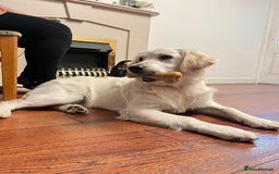 Golden Retriever dogs for sale: Golden retriever 17 month old - Image 4