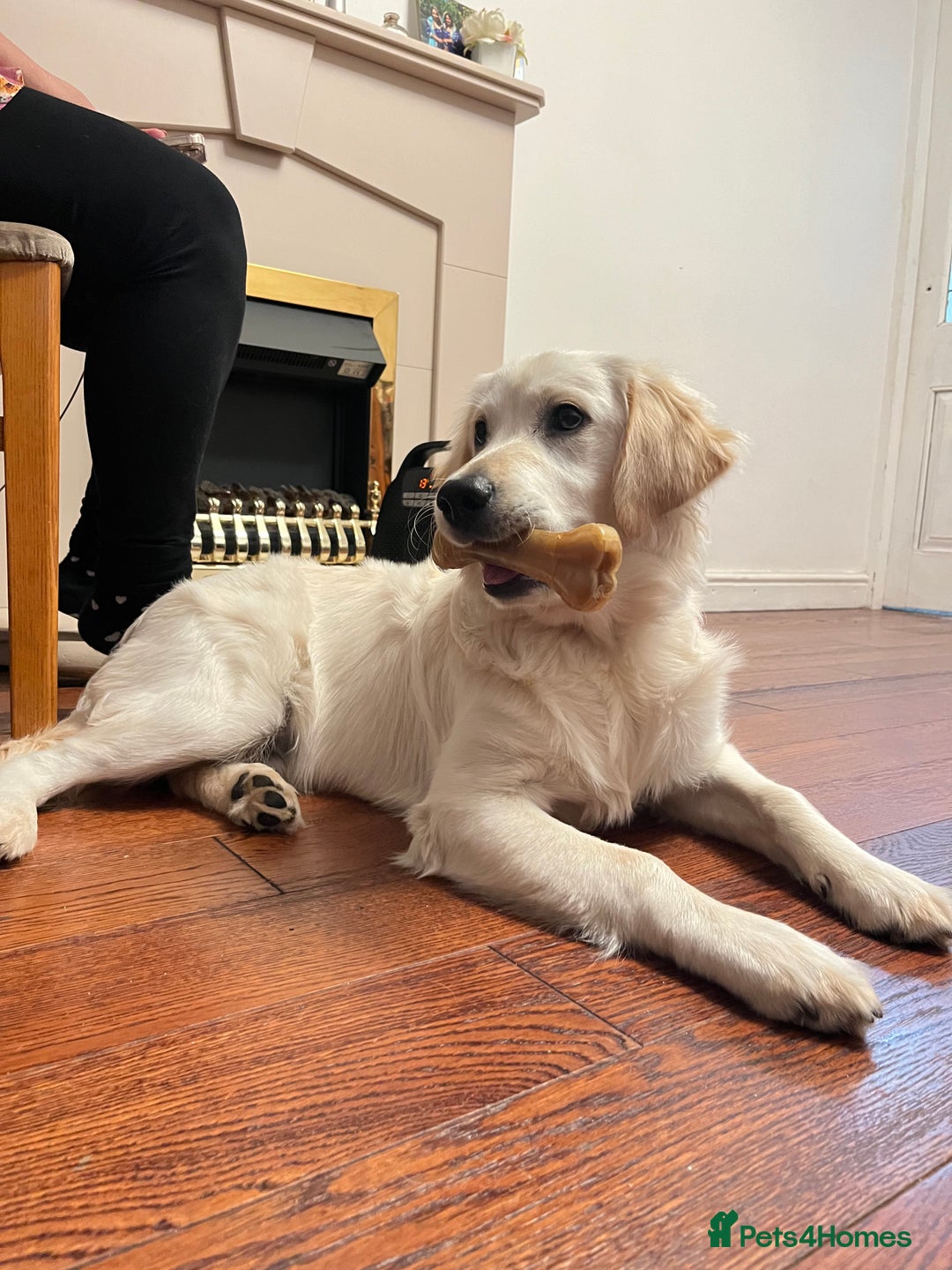 Golden Retriever dogs for sale: Golden retriever 17 month old - Image 4