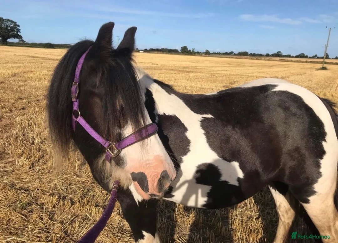 Irish Cob horses for sale: Traditional cob Rosie  in North Walsham - Advert 2