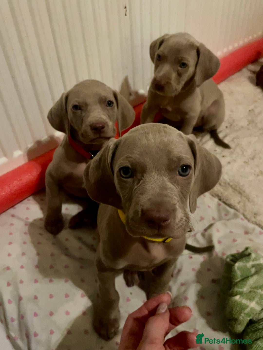 Weimaraner dogs for sale: KC registered Silver puppies - Advert 28