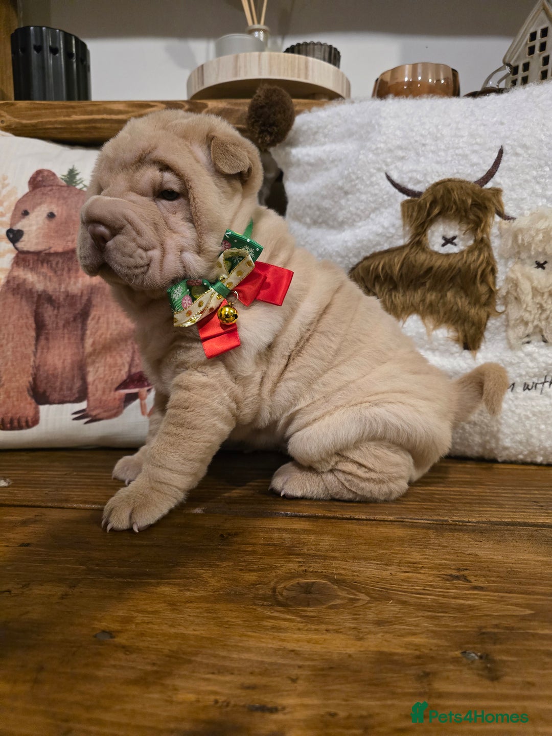 Shar Pei dogs for sale: Beautiful litter of Shar Pei puppies!  - Advert 9