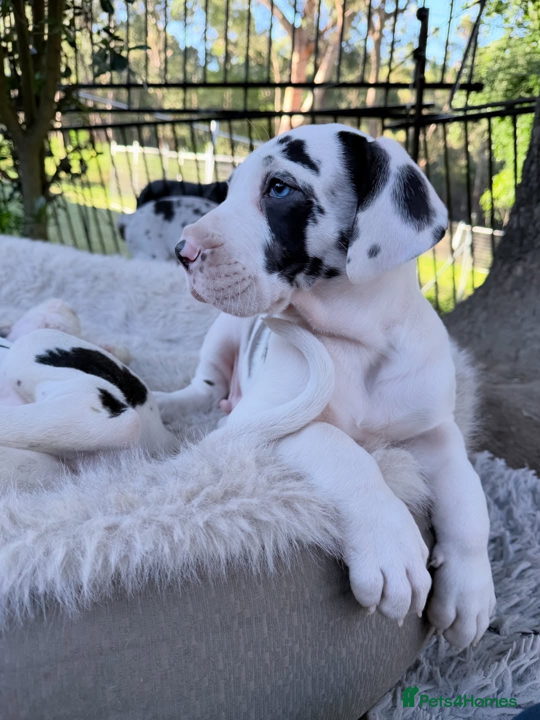 Great Dane dogs for sale: Great Danes Available–Gentle Giants in the Making - Advert 14