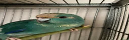 Mixed Breed birds for sale: 1 year old male kakariki in Huddersfield - Advert 7