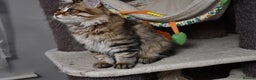 Siberian cats for sale: Siberian From Tunguska House Cattery - Advert 22