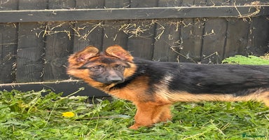 German Shepherd dogs - Advert 8