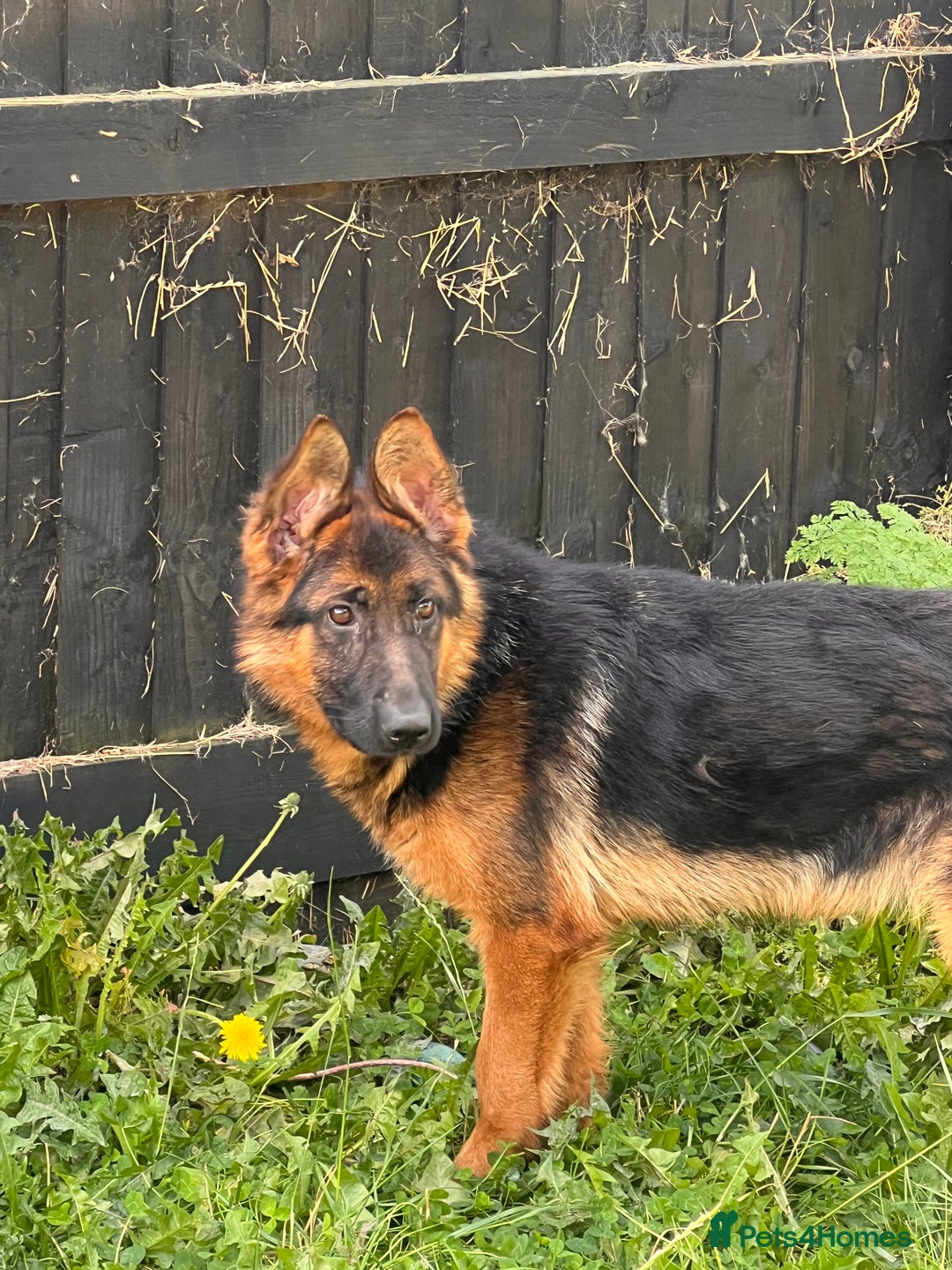 German Shepherd dogs for sale: Beautiful German shepherd female for sale - Image 2