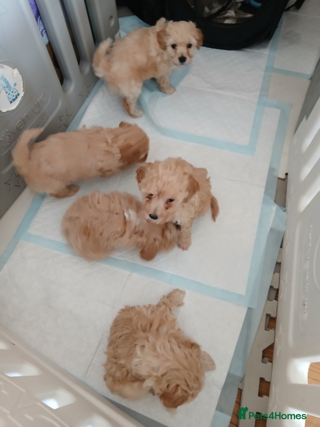 Maltipoo dogs for sale: Maltypoo pups - Advert 12