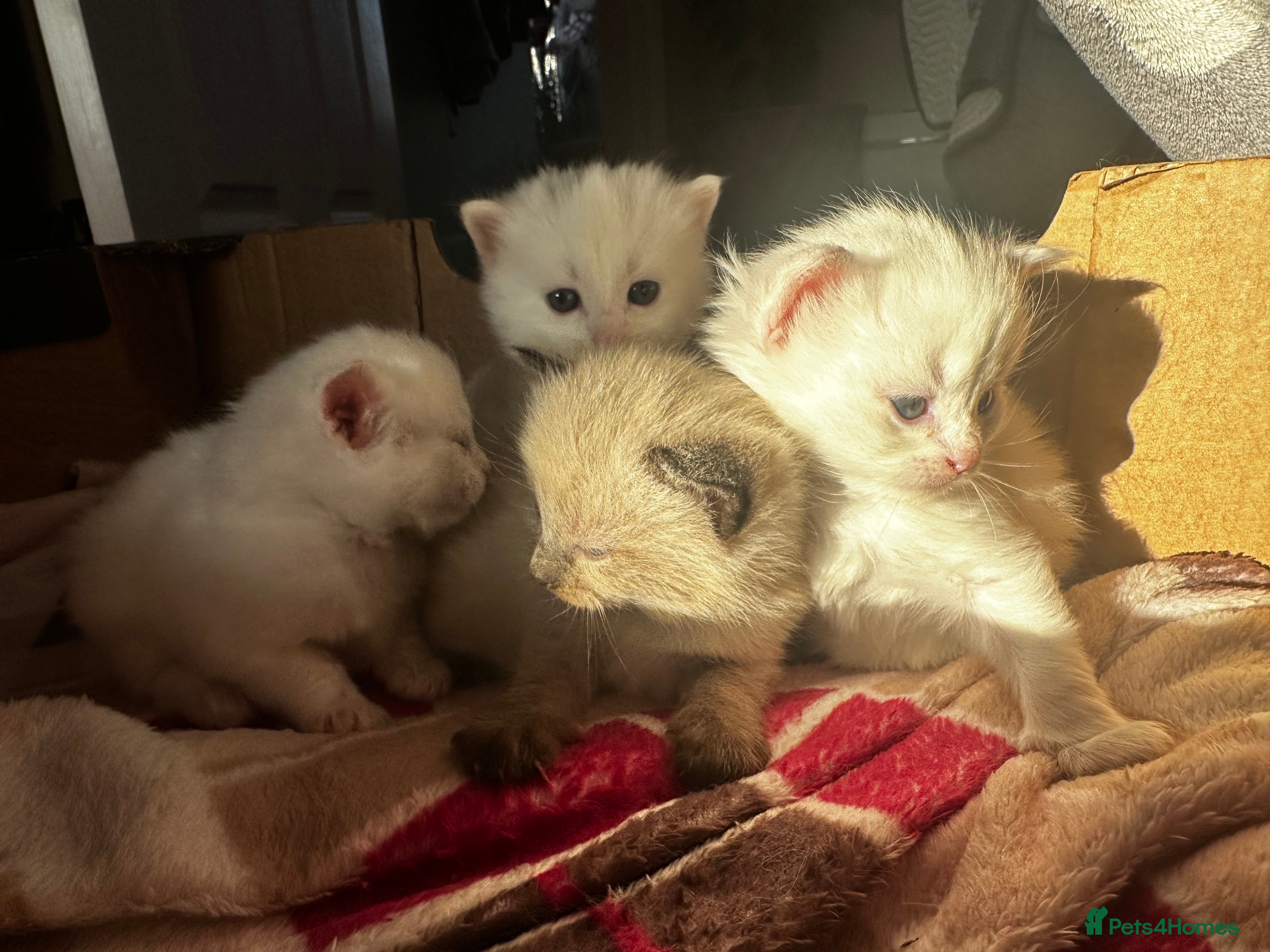 Siamese cats Siamese x russian blue kittens - Advert 3