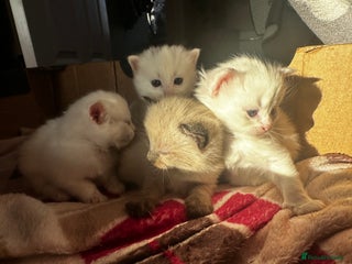 Siamese cats Siamese x russian blue kittens - Advert 3
