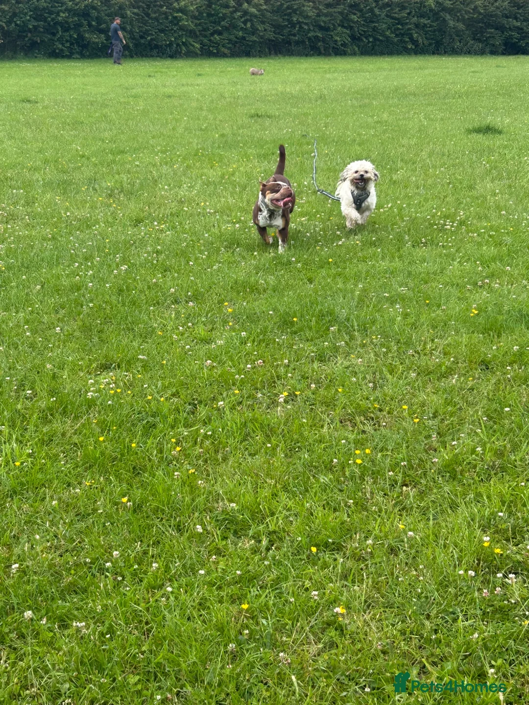 Olde English Bulldogge dogs for sale: Outstanding old English bulldog female  - Advert 4