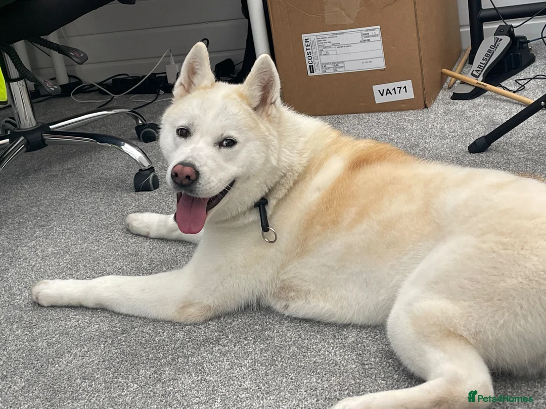 Japanese Akita Inu dogs for sale: LEO IS UP FOR SALE  in Tipton - Advert 6