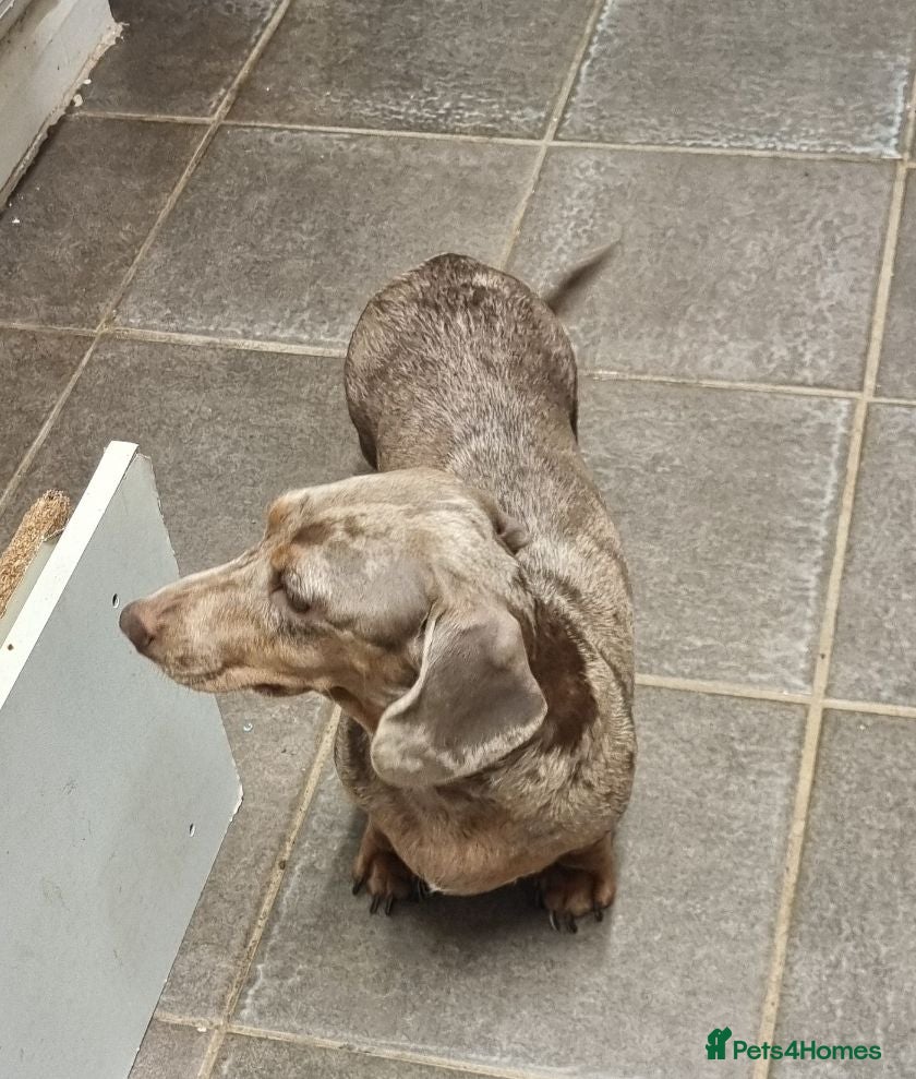 Miniature Dachshund dogs Beautiful KC miniature dachshund  - Advert 8