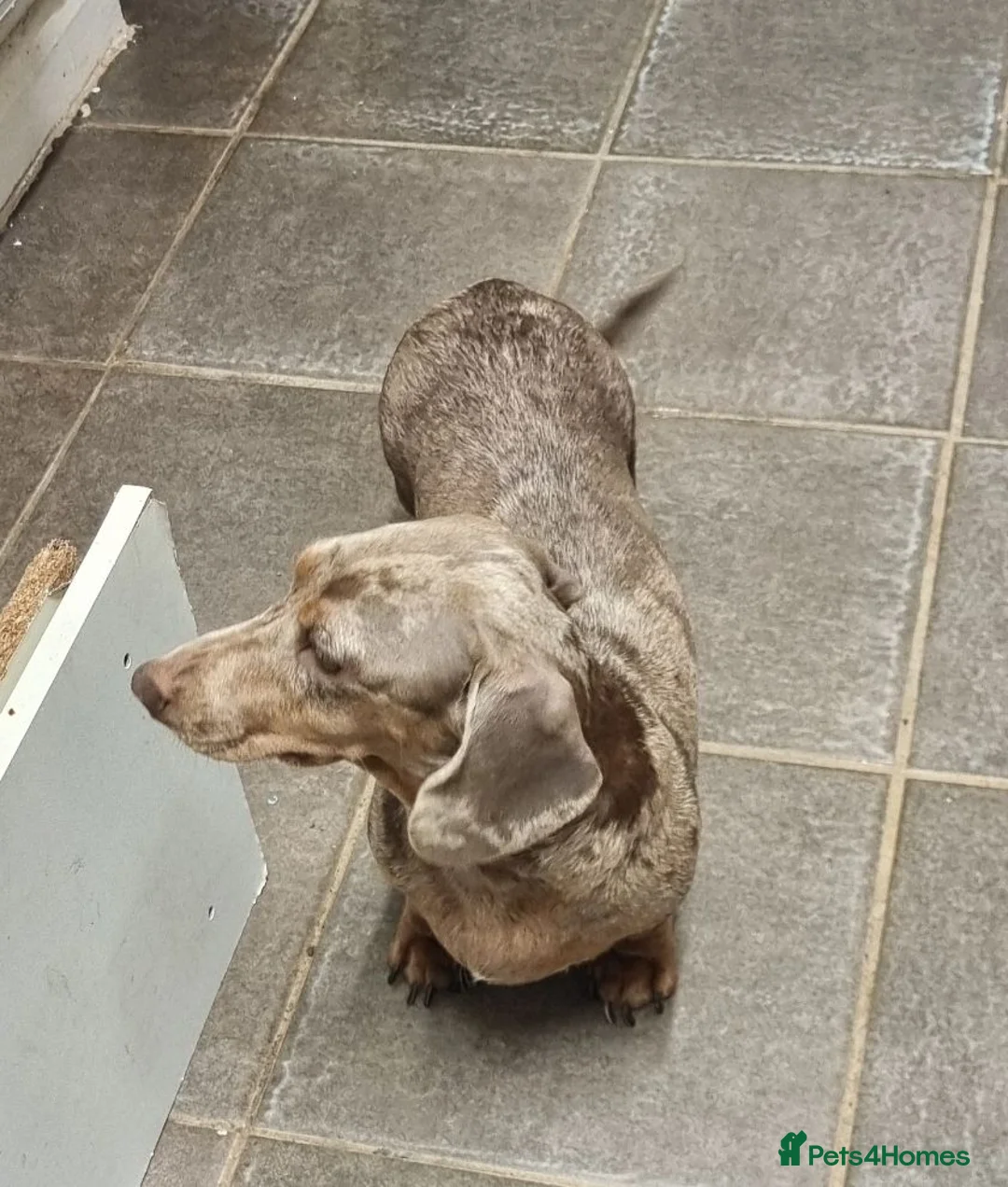 Miniature Dachshund dogs for sale: Beautiful KC miniature dachshund  - Advert 1