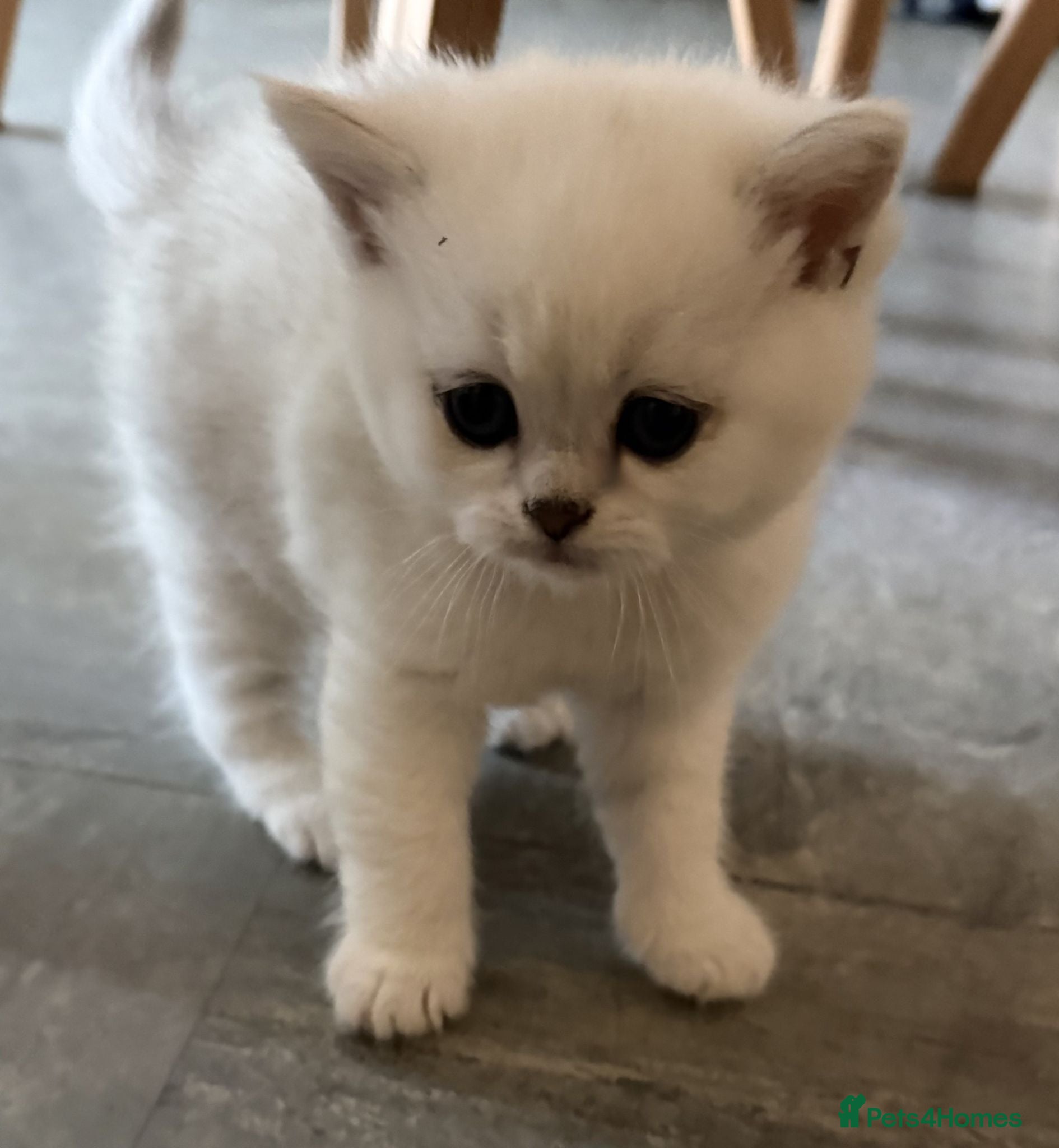 British Shorthair cats GCCF Champion Line BSH Silver/Black Tipped kittens - Advert 2