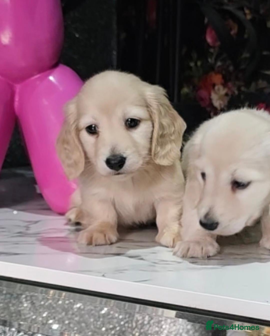 Miniature Dachshund dogs for sale: Clear cream miniature long-haired Dachshunds - Advert 1