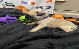 Pug dogs for sale: Pretty Female Pug Puppies x2 HEALTHY & HAPPY  - Image 18