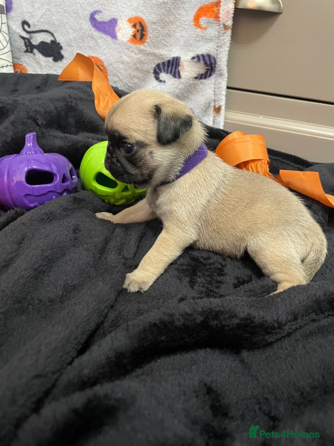 Pug dogs for sale: Pretty Female Pug Puppies x2 HEALTHY & HAPPY  - Image 18