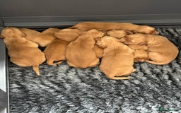Golden Retriever dogs for sale: Stunning Red Puppies Health Tested Parents  - Image 3