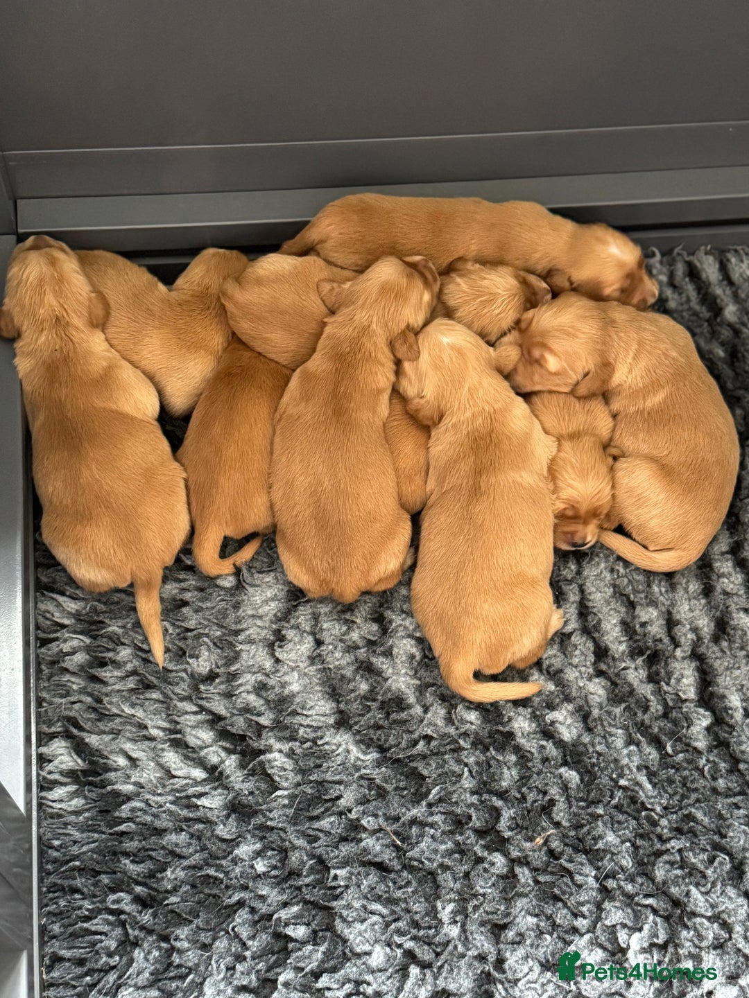 Golden Retriever dogs for sale: Stunning Red Puppies Health Tested Parents  - Image 3