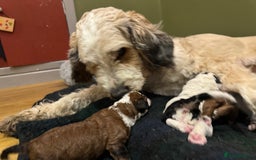Bernedoodle dogs for sale: Bernedoodle F1B puppies - Image 6