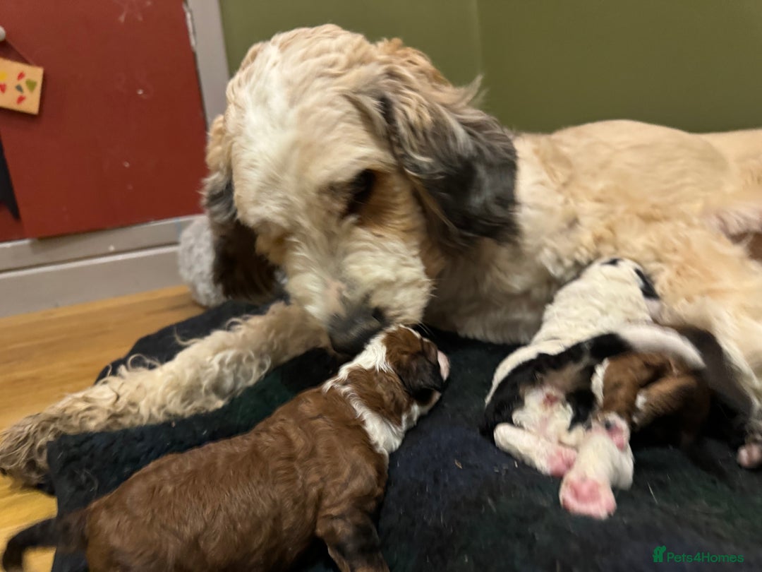 Bernedoodle dogs for sale: Bernedoodle F1B puppies - Image 6