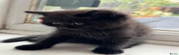 British Shorthair cats for sale: British shorthair kittens  - Advert 26