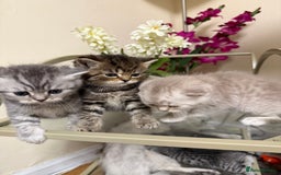 Persian cats for sale: 6 Beautiful Persians.  - Image 7