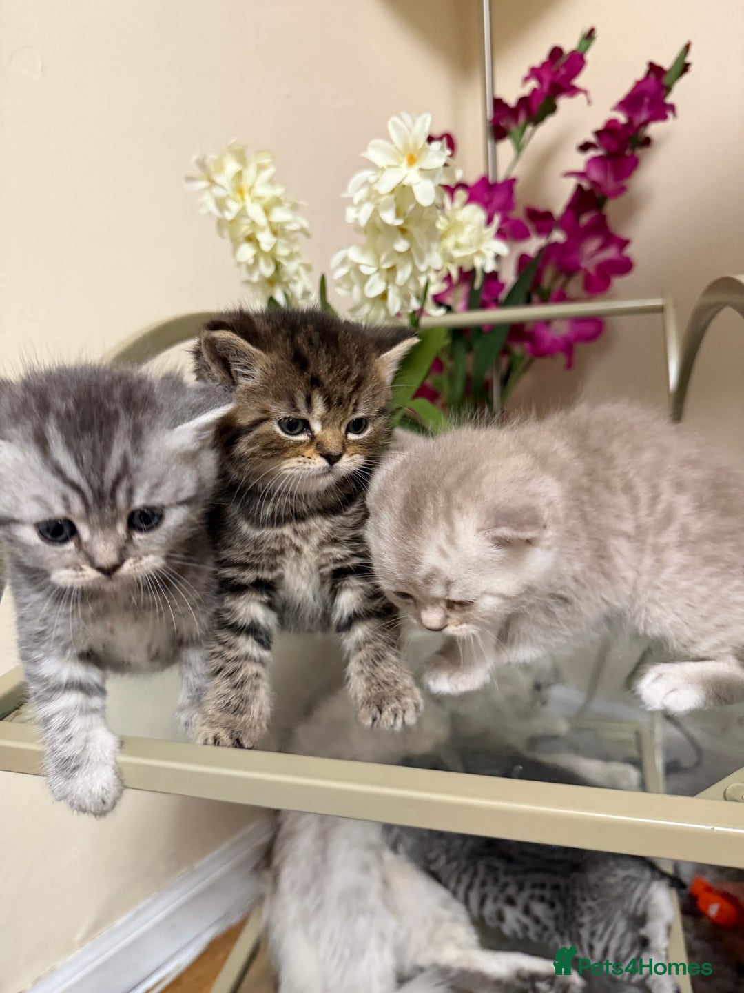 Persian cats for sale: 6 Beautiful Persians.  - Image 7