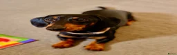 Miniature Dachshund dogs for stud: Miniature Daschund for Stud - Advert 2