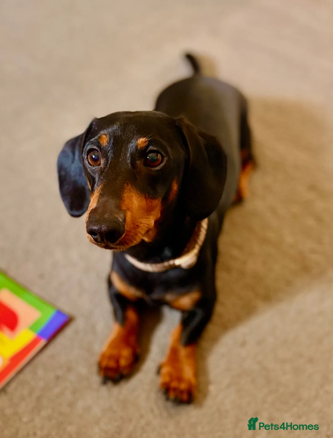 Miniature Dachshund dogs for stud: Miniature Daschund for Stud - Advert 2