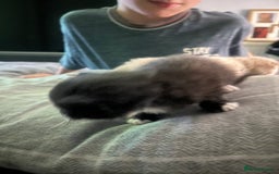 Domestic Shorthair cats for sale: 4 gorgeous kittens  - Image 23