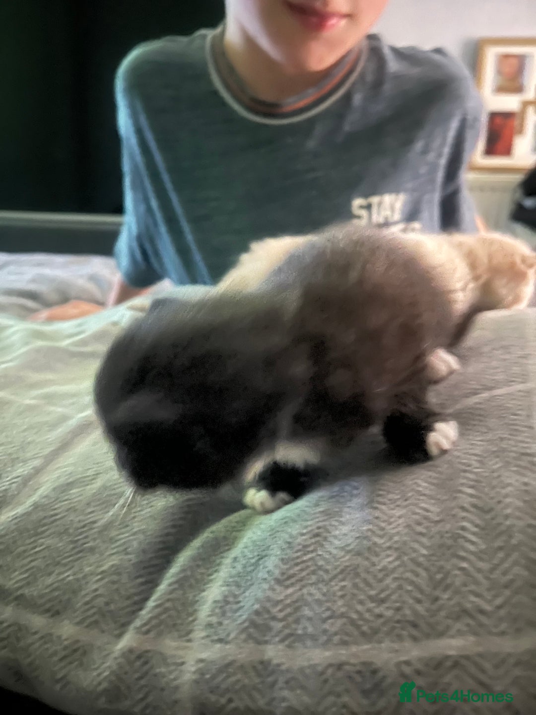 Domestic Shorthair cats for sale: 4 gorgeous kittens  - Image 23