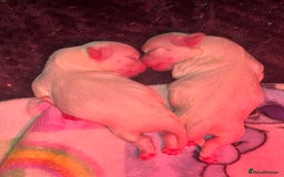 Maltese dogs for sale: Maltese For Sale  - Advert 6